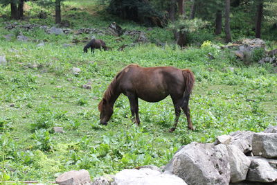 Horse standing in a field