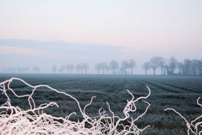 Bare trees on field against clear sky during winter