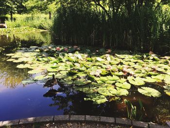 Lotus water lily in pond