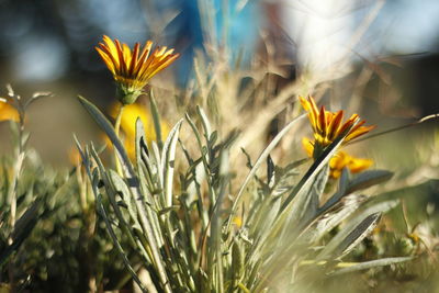 Close-up of yellow flowering plant on field