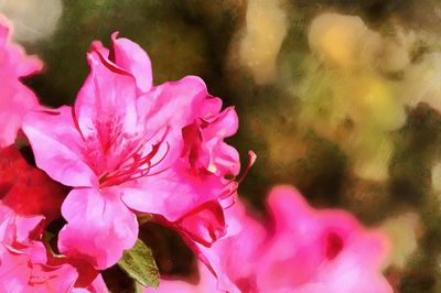 Close-up of pink flowers blooming outdoors