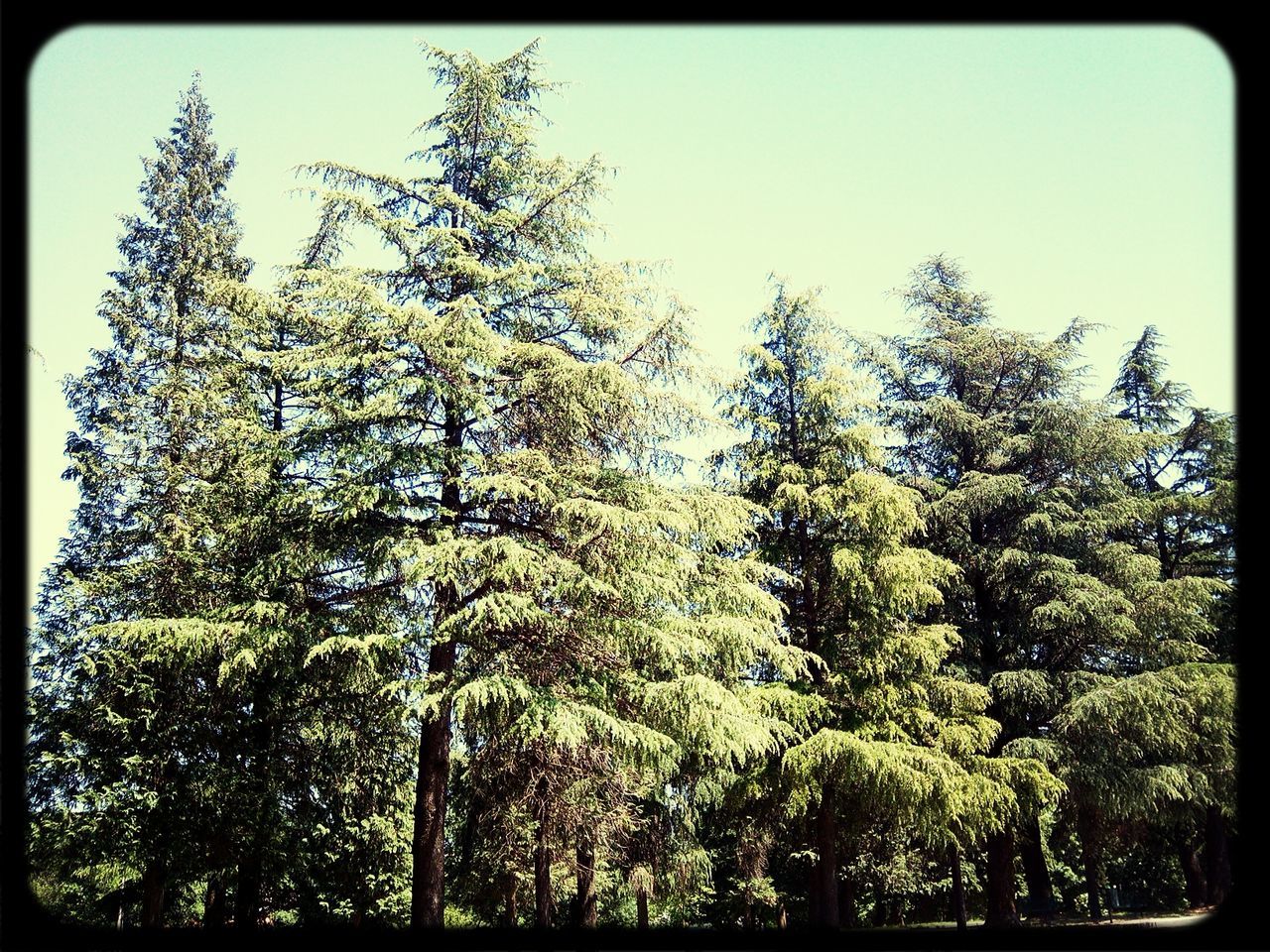 transfer print, auto post production filter, tree, growth, low angle view, branch, nature, clear sky, tranquility, beauty in nature, sky, tranquil scene, day, scenics, outdoors, no people, green color, blue, sunlight, frame