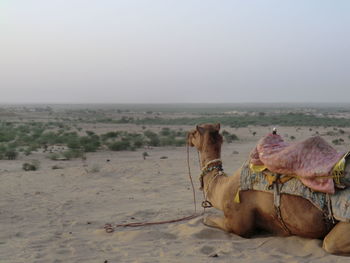 Camel sitting on sand at desert against clear sky