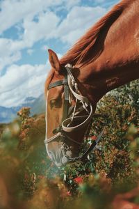 Close-up of a horse on field