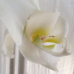 Close-up of white flowers
