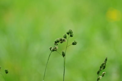 Close-up of flowering plant