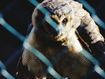 Close-up of owl