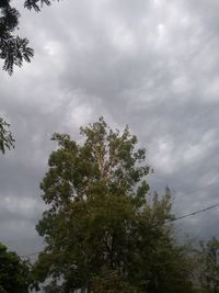 Low angle view of trees against sky