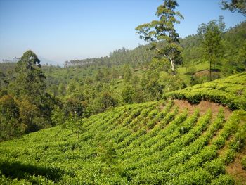 Scenic view of landscape