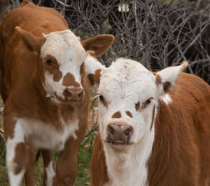 Close-up of cows in field