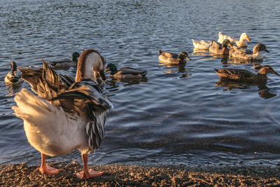 Ducks swimming in lake