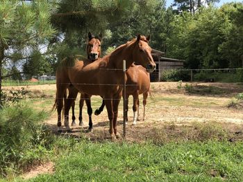 Horses standing in ranch