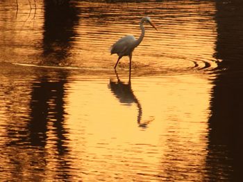 High angle view of gray heron on water