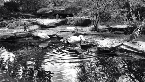 Bird in water