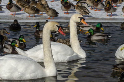 High angle view of ducks swimming in lake