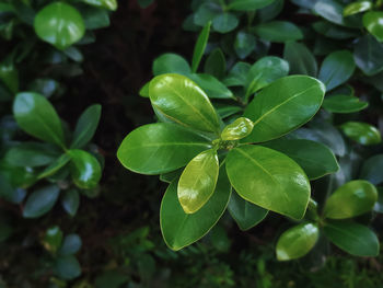 High angle view of fresh green leaves