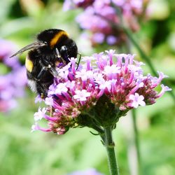 Close-up of bee on pink flower