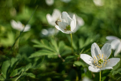 Close-up of white flowers blooming outdoors