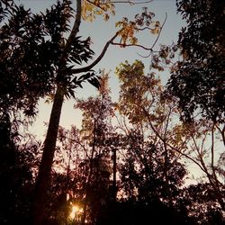 Low angle view of trees against sky