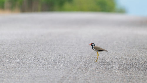 Close-up of bird perching on road