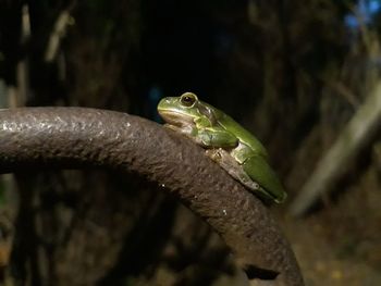 Close-up of lizard on tree