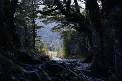 Trees growing in forest