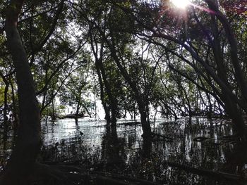 Trees by lake in forest