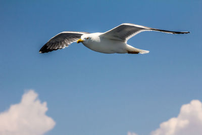 Low angle view of seagull flying in sky