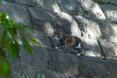 Cat on rock