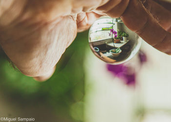 Close-up of hand holding plant