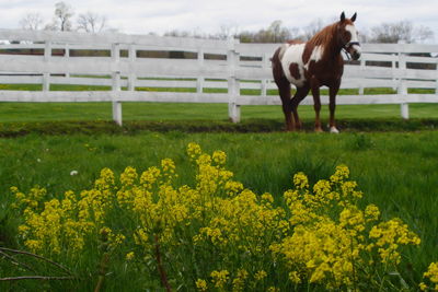Yellow flowers blooming on grassy field by horse