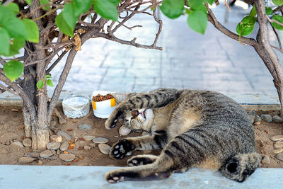 Cat sleeping in a tree
