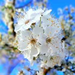 Low angle view of apple blossoms in spring