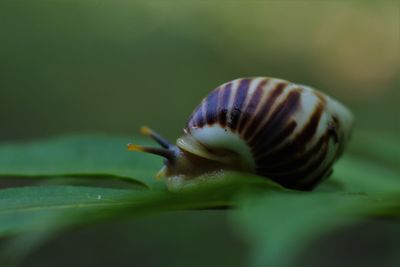 Snail glides over wet leaves. large mollusk snail with brown striped shell. helix pomatia, burgundy