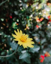 Close-up of yellow flowering plant