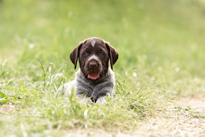 Portrait of a german wiredhair puppy laying down in field