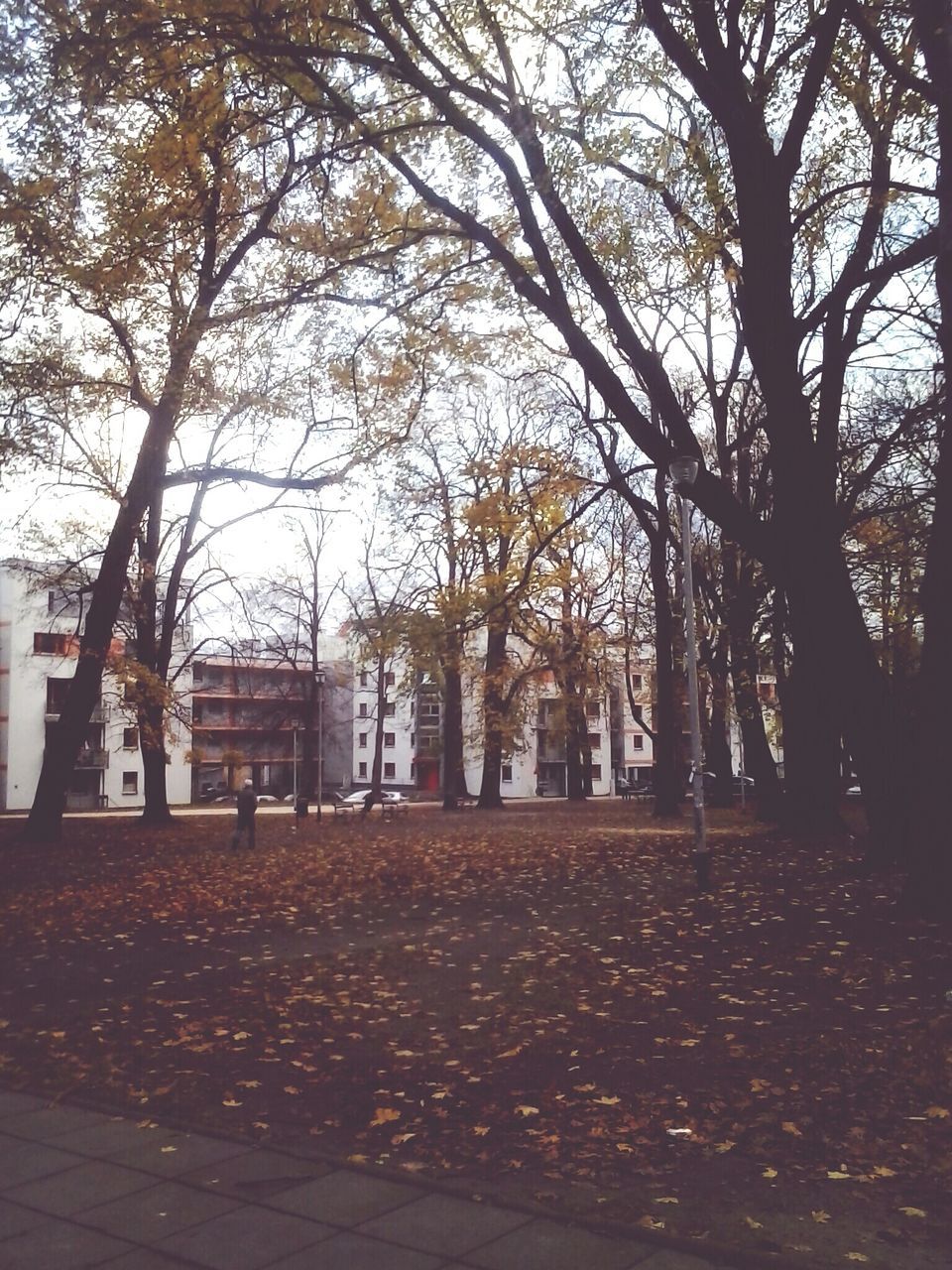 tree, architecture, building exterior, built structure, bare tree, branch, tree trunk, sunlight, sky, shadow, city, outdoors, autumn, day, growth, nature, house, park - man made space, no people, residential building