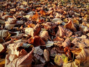 Full frame shot of dried autumn leaves on field