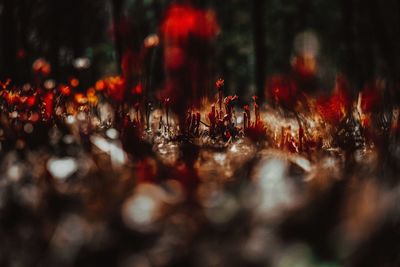 Close-up of dry plants
