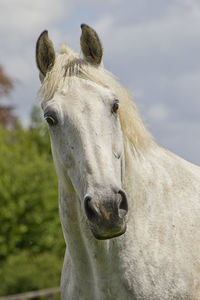 Close-up of a horse