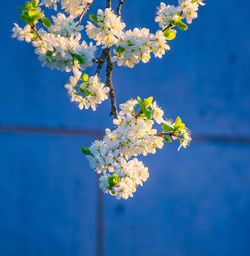 Beautiful white plum tree flowers blossoming during the spring.