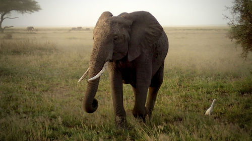 African elephant walking on field in kenya