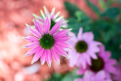 Close-up of purple coneflower blooming outdoors