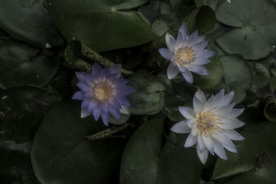 Close-up of white flowers blooming outdoors