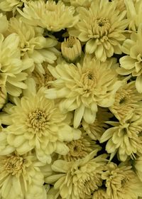 Full frame shot of yellow dahlia