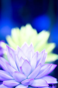 Close-up of purple flowering plant