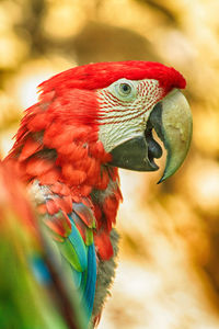 Close-up of a parrot