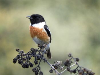 Close-up of bird perching on a tree