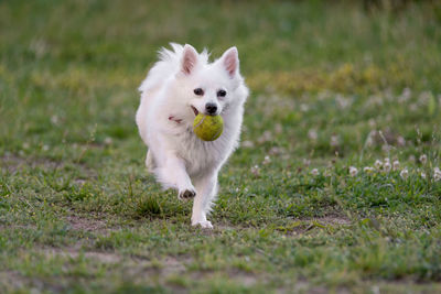 Dog playing on grassy field