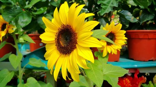 Close-up of sunflower